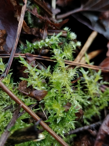 Image of Calliergon cordifolium by (c) Bartosz Sarnowski, some rights reserved (CC BY)