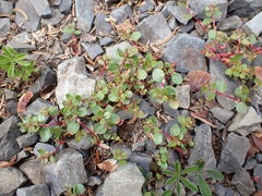 Polygonum minimum