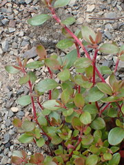 Polygonum minimum