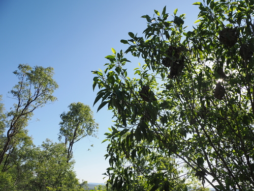 Image of Geijera salicifolia by (c) Lucas Christofides, some rights reserved (CC BY)