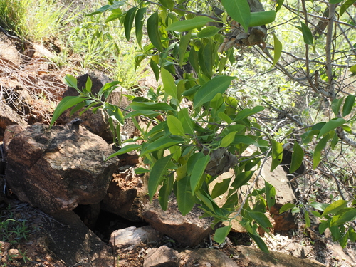 Image of Geijera salicifolia by (c) Lucas Christofides, some rights reserved (CC BY)