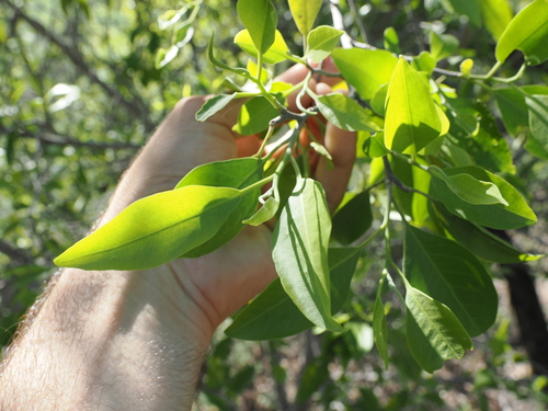 Image of Geijera salicifolia by (c) Lucas Christofides, some rights reserved (CC BY)