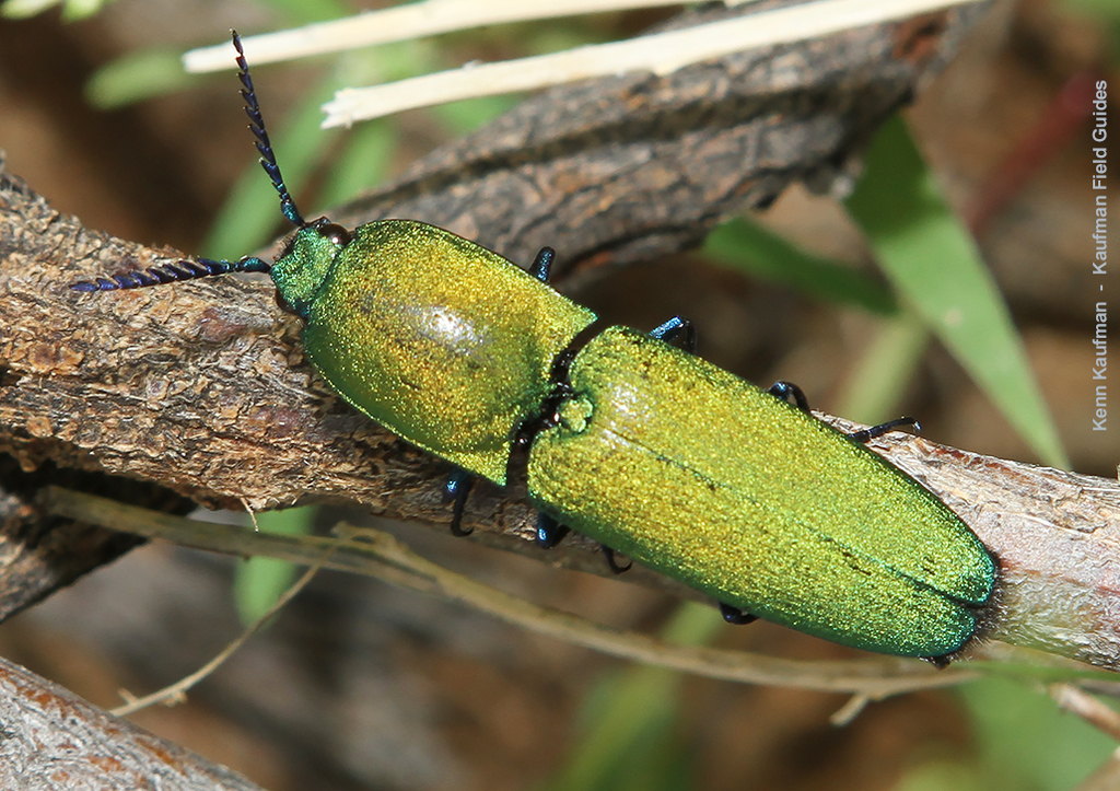 Chalcolepidius smaragdinus