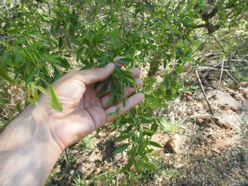 Image of Jasminum didymum by (c) Lucas Christofides, some rights reserved (CC BY)