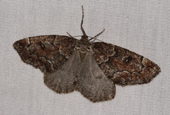 Spodolepis substriataria