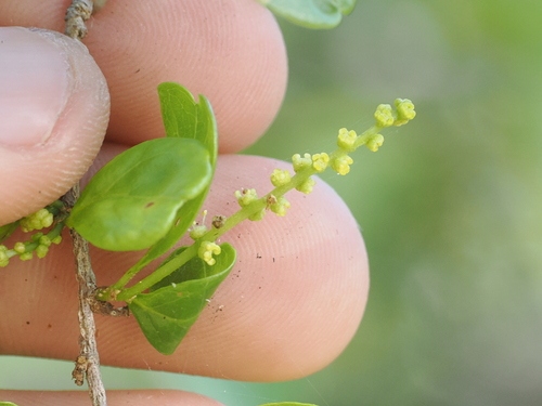 Antidesma parvifolium (Antidesma parvifolium)