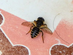 Megachile