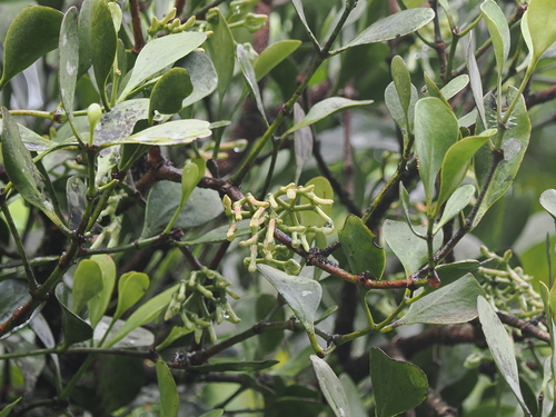 Amyema queenslandica (Amyema queenslandica)