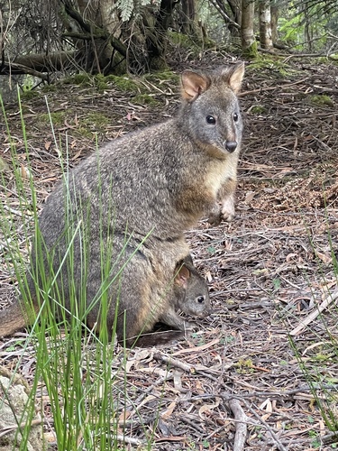 Rufous-bellied Pademelon, Tasmania, Southwest, TAS, AU, photo 10 of 10
