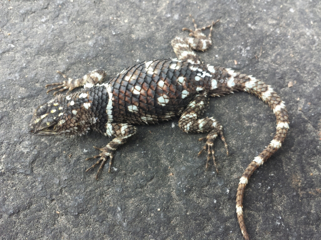 Macdougall's Spiny Lizard
