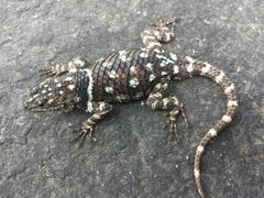 Sceloporus macdougalli