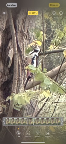 Middle Spotted Woodpecker, Mesdagstraat, Son en Breugel, Brabant, NL, photo 7 of 10