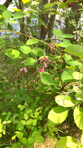 Lespedeza bicolor iNat (3)