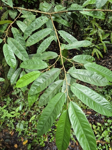 Durio zibethinus