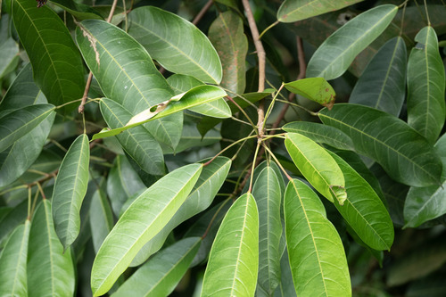 Elateriospermum tapos observed 2024-12-24