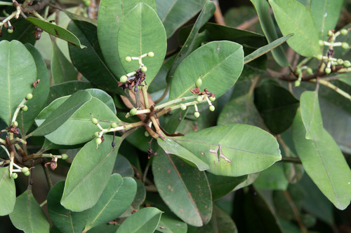 Calophyllum teysmannii observed 2024-12-24