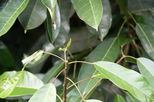 Elateriospermum tapos observed 2024-12-24