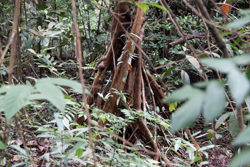 Syzygium lineatum observed 2024-12-24