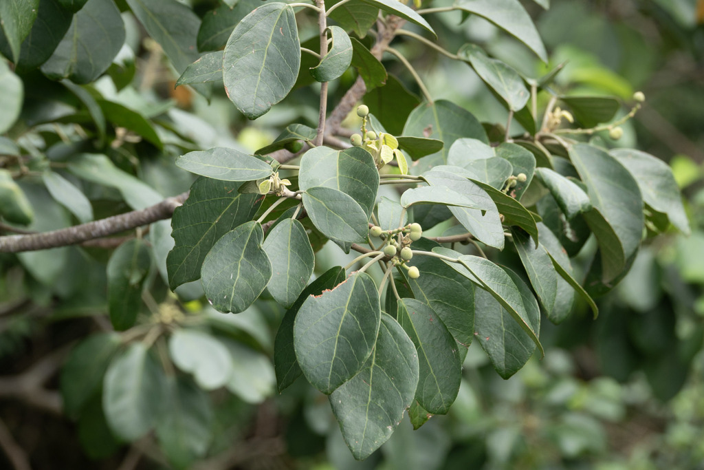 Endospermum diadenum (Endospermum diadenum)