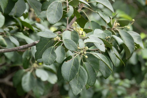 Endospermum diadenum
