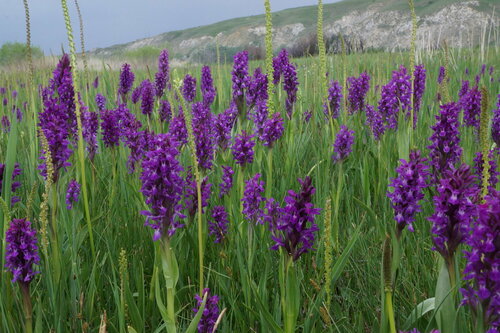 Dactylorhiza umbrosa