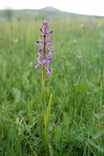Anacamptis laxiflora dielsiana