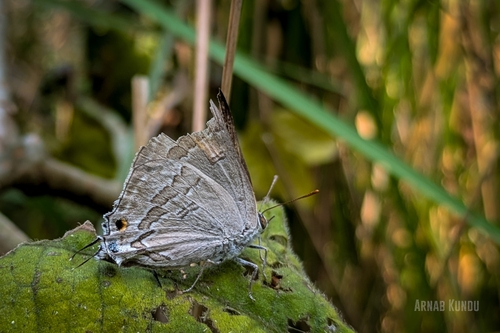 Common Guava Blue