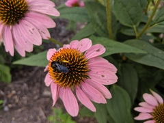 Melissodes bimaculatus