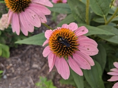 Melissodes bimaculatus