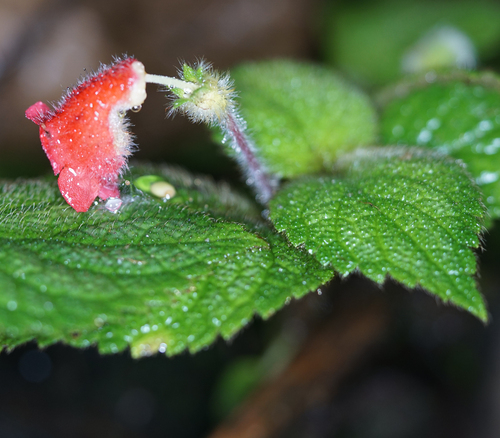 Kohleria villosa, photograph 5