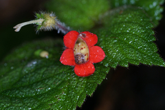 Kohleria villosa, photograph (c) Carrie Seltzer, some rights reserved (CC BY)