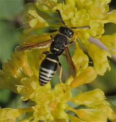 Euodynerus leucomelas