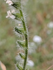 Cryptantha muricata