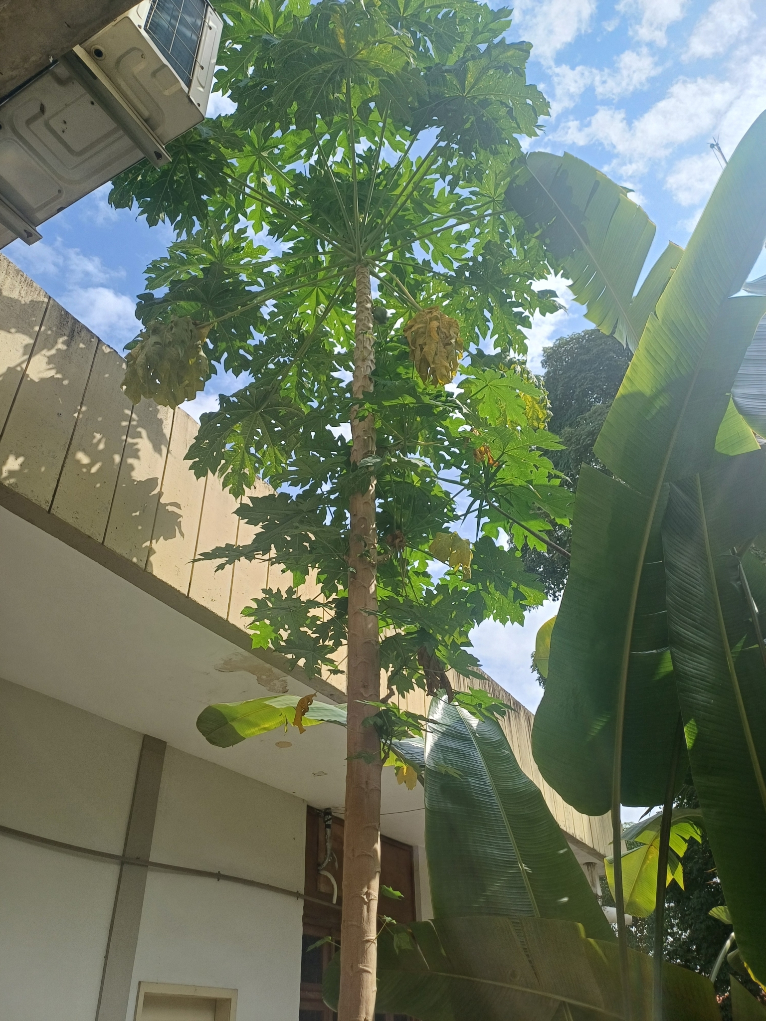 Carica papaya