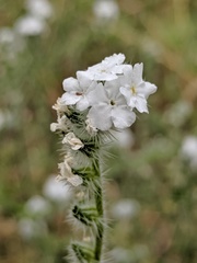 Cryptantha muricata