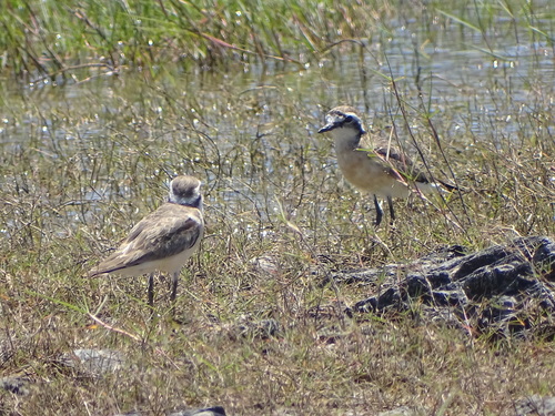 Chorlitejo pecuario (Charadrius pecuarius)