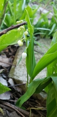 Convallaria
