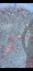 Clione limacina