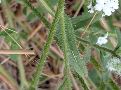 Cryptantha muricata