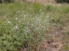 Cryptantha muricata