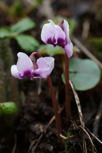 Cyclamen parviflorum