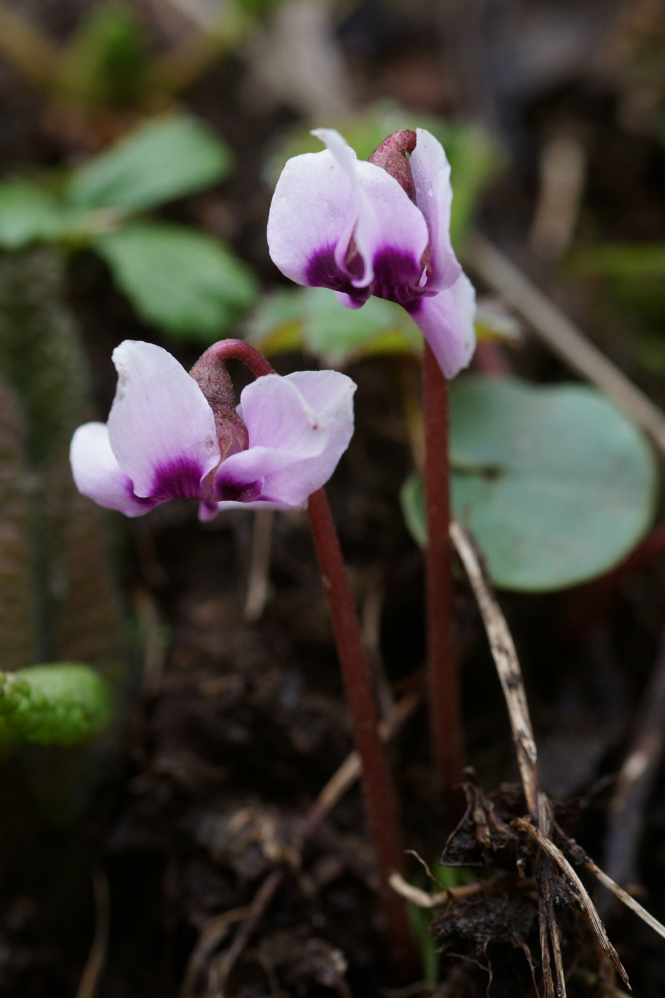 Cyclamen parviflorum