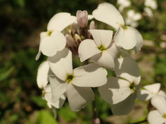 Hesperis