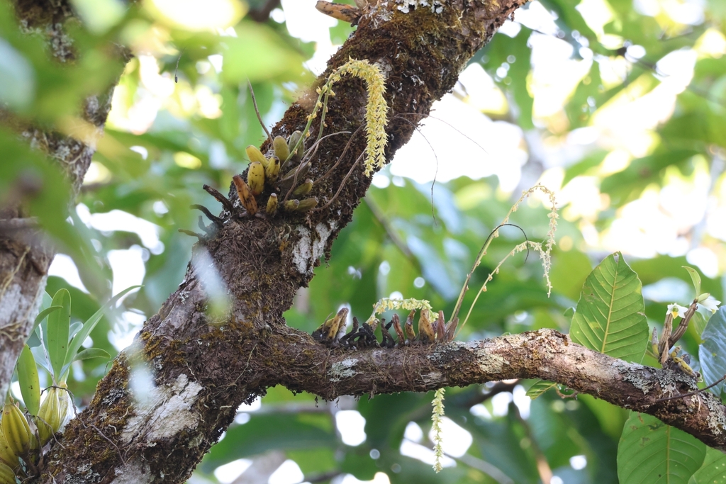 Bulbophyllum hirtum (Sm.) Lindl.