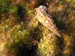 Cerithium