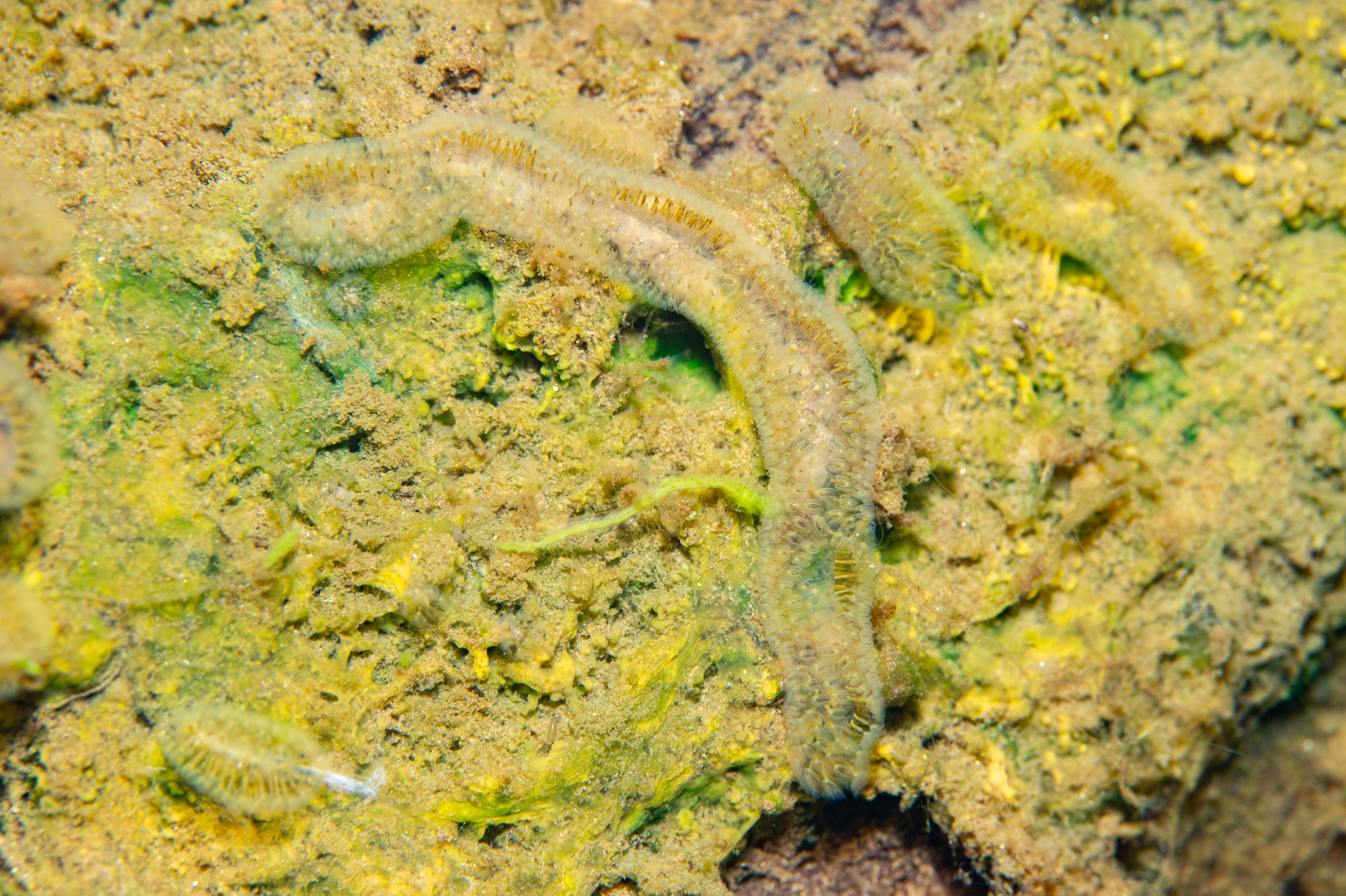 Cristatella mucedo Cuvier, 1798
