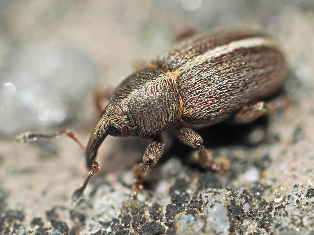 Tychius lineatulus