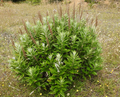 Artemisia suksdorfii