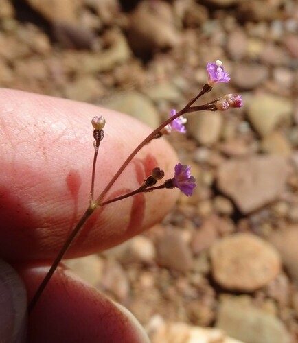 Boerhavia dominii Meikle & Hewson