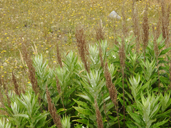 Artemisia suksdorfii
